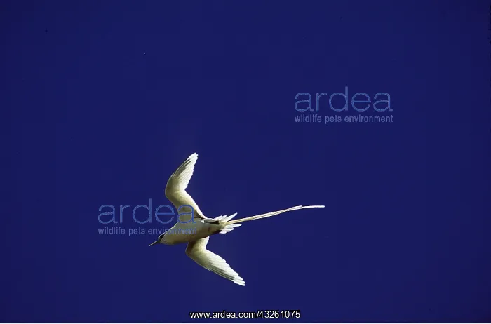 : White-tailed Tropicbird / the Golden Bosun Bird - in flight : White-tailed Tropicbird / the Golden Bosun Bird - in flight