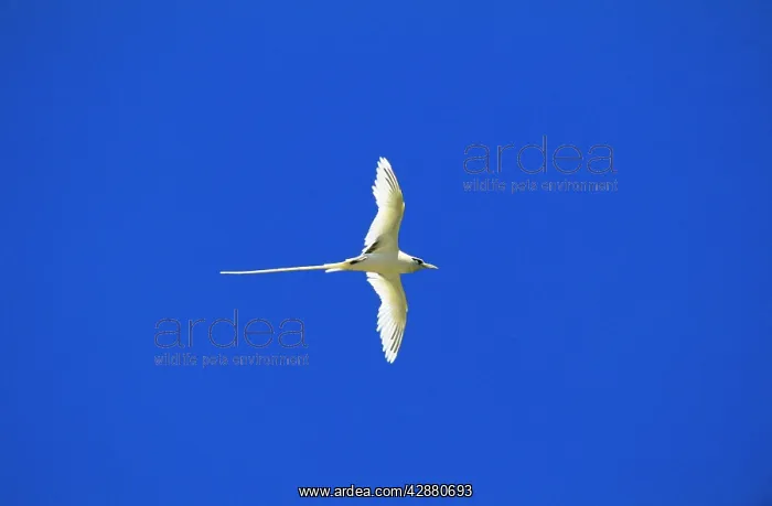 : White-tailed Tropicbird / Golden Bosunbird - golden phase : White-tailed Tropicbird / Golden Bosunbird - golden phase