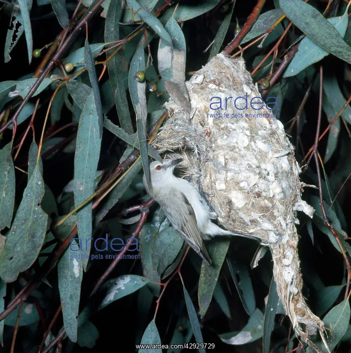 : White-tailed Warbler - at nest : White-tailed Warbler - at nest