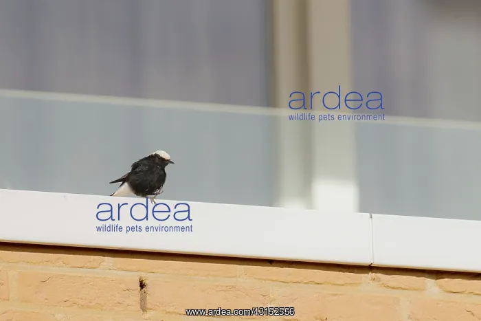 : White-tailed Wheatear : White-tailed Wheatear
