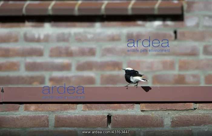 : White-tailed Wheatear : White-tailed Wheatear