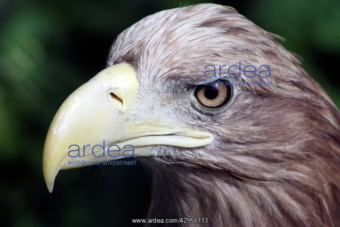: White Tailed / White Tailed Sea Eagle : White Tailed / White Tailed Sea Eagle