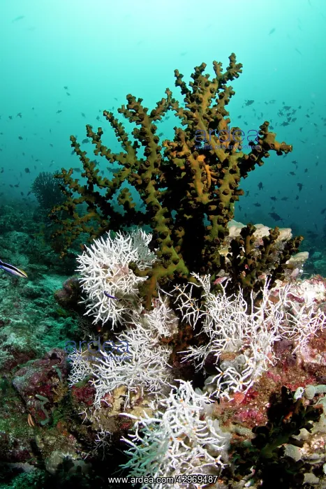 : White Tangled Bryozoan - Tubastrea Micranthus Coral : White Tangled Bryozoan - Tubastrea Micranthus Coral