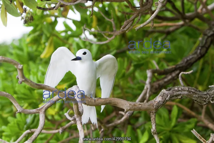 : White Tern : White Tern