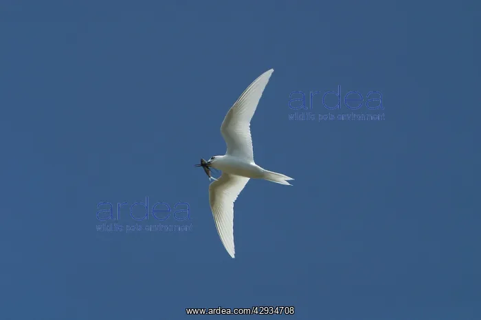 : White Tern carrying a fish : White Tern carrying a fish