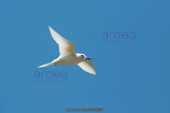  : White Tern carrying fish for its chick