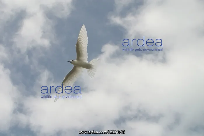 : White Tern - in flight : White Tern - in flight