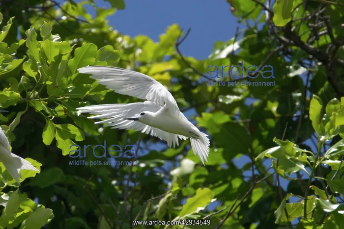 : White Tern - In flight : White Tern - In flight