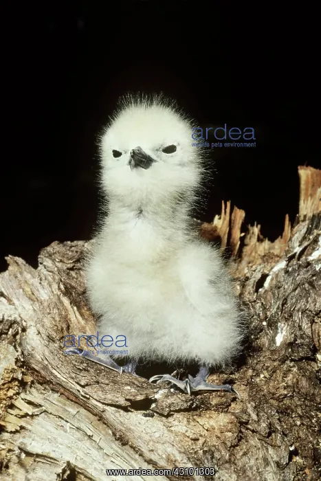 : White Tern (Gygis alba) chick : White Tern (Gygis alba) chick