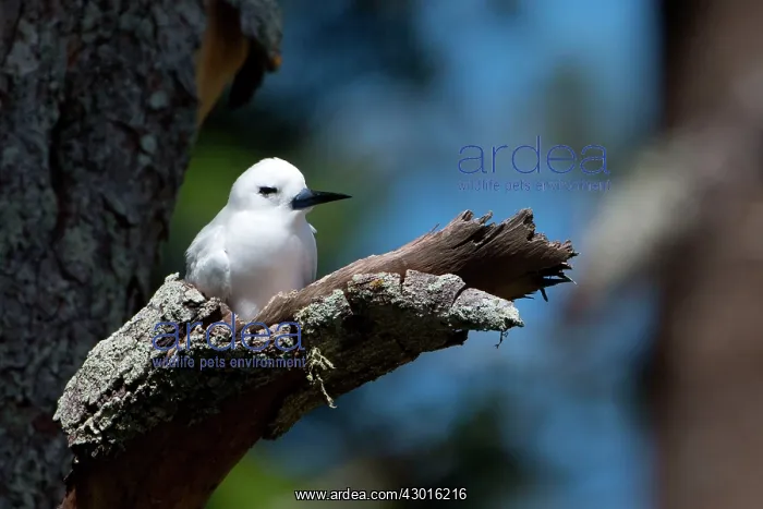 : White Tern sleeping while sitting on its egg on : White Tern sleeping while sitting on its egg on