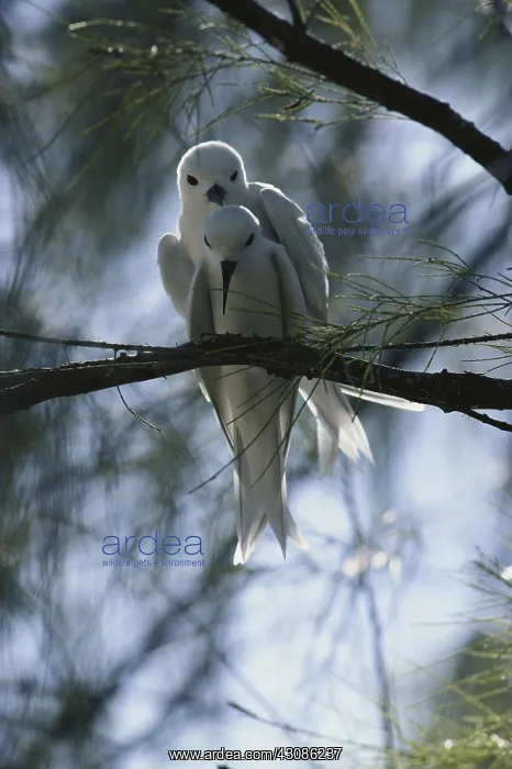 : White Terns Mating : White Terns Mating