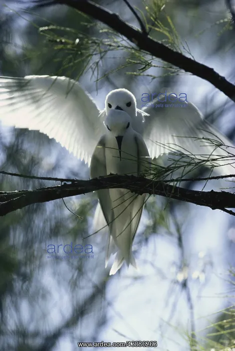 : White Terns Mating : White Terns Mating