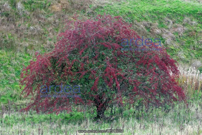: White Thorn Tree - with ripened berries, autumn : White Thorn Tree - with ripened berries, autumn