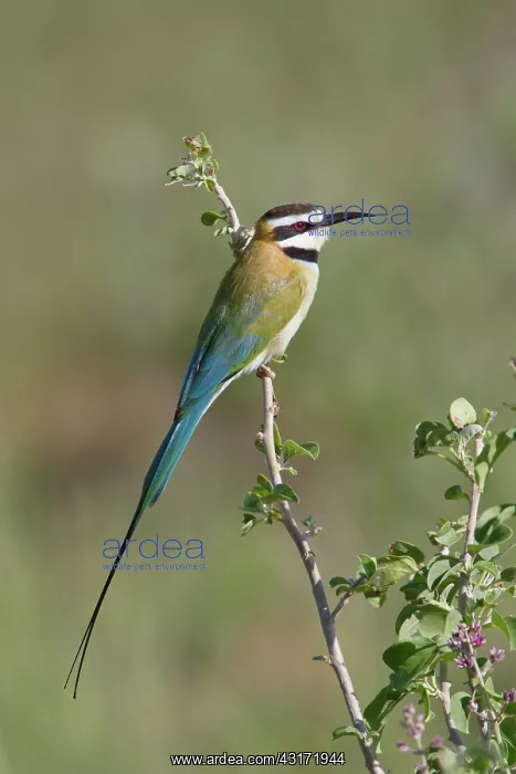 : White-throated Bee-eater : White-throated Bee-eater