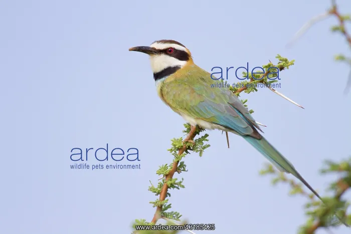 : White-throated Bee-eater : White-throated Bee-eater