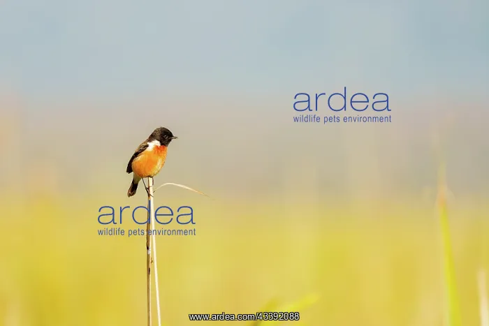 : white-throated bush chat or Hodgson's bushchat : white-throated bush chat or Hodgson's bushchat