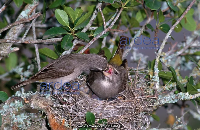 : White-throated Canary - male regurgitating food to female : White-throated Canary - male regurgitating food to female