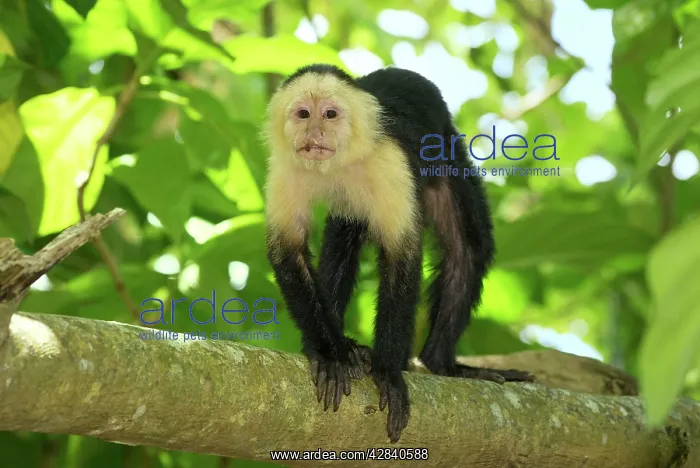 : White-throated Capuchin : White-throated Capuchin