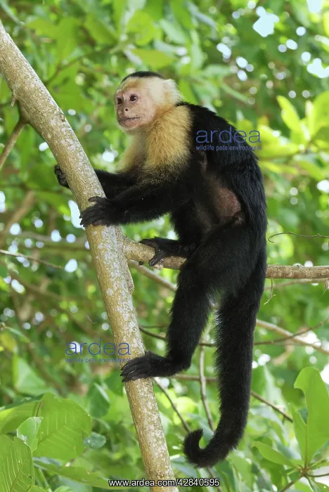  : White-throated Capuchin