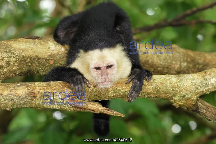 : White-throated Capuchin : White-throated Capuchin
