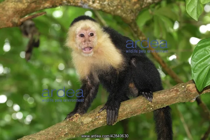: White-throated Capuchin : White-throated Capuchin