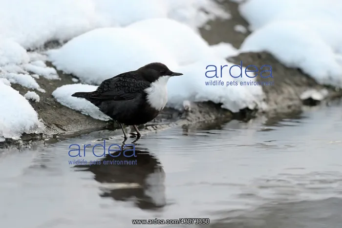 : White-throated Dipper : White-throated Dipper