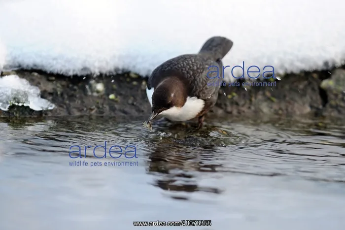 : White-throated Dipper : White-throated Dipper