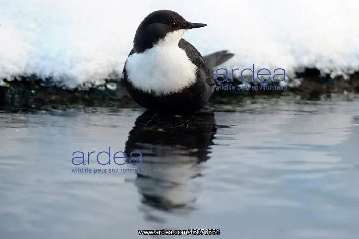 : White-throated Dipper : White-throated Dipper