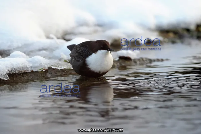 : White-throated Dipper : White-throated Dipper