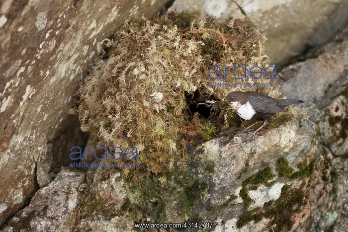 : White-throated Dipper : White-throated Dipper
