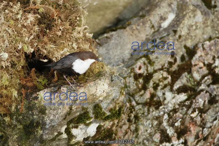 : White-throated Dipper : White-throated Dipper