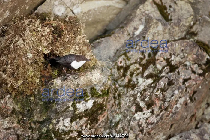 : White-throated Dipper : White-throated Dipper