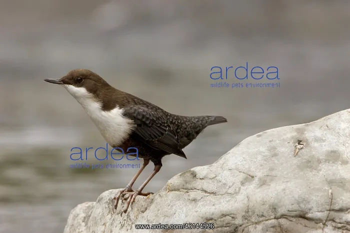 : White-throated Dipper : White-throated Dipper