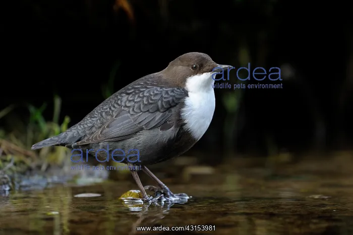 : White-throated Dipper : White-throated Dipper