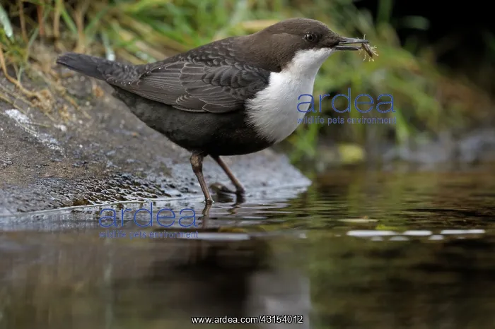 : White-throated Dipper : White-throated Dipper