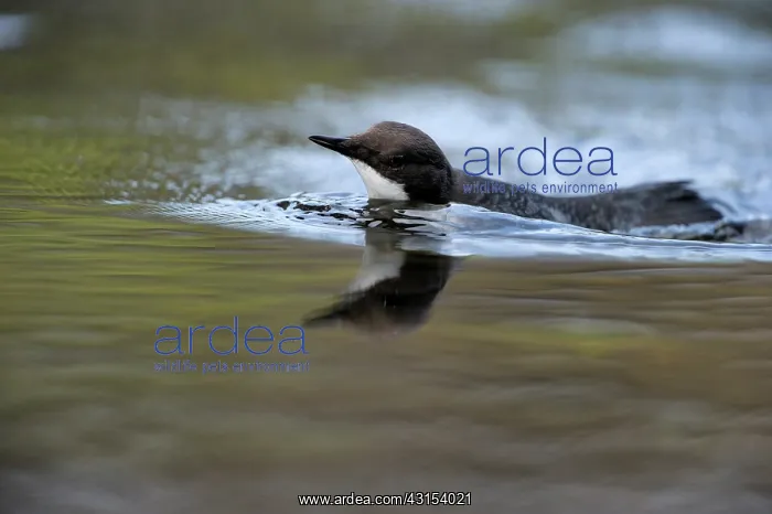 : White-throated Dipper : White-throated Dipper