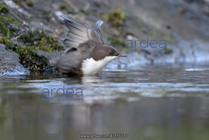 : White-throated Dipper : White-throated Dipper