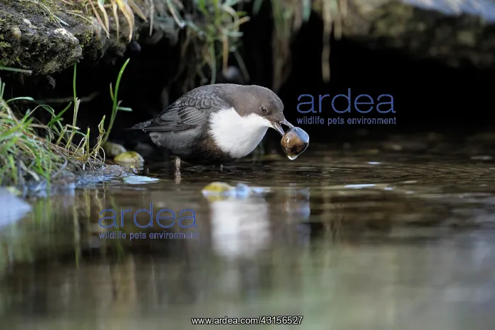 : White-throated Dipper : White-throated Dipper