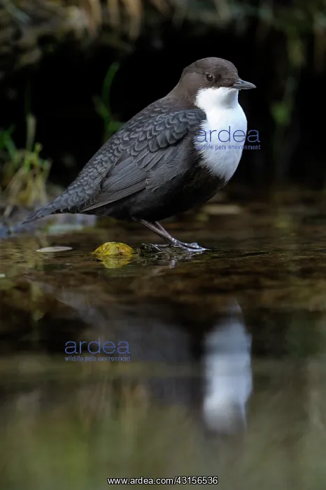 : White-throated Dipper : White-throated Dipper