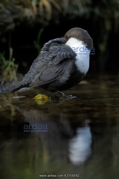 : White-throated Dipper : White-throated Dipper