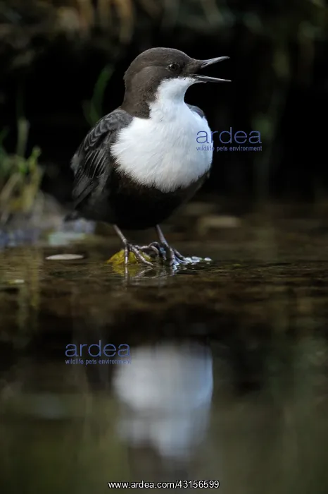 : White-throated Dipper : White-throated Dipper