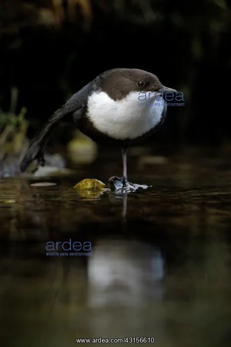 : White-throated Dipper : White-throated Dipper