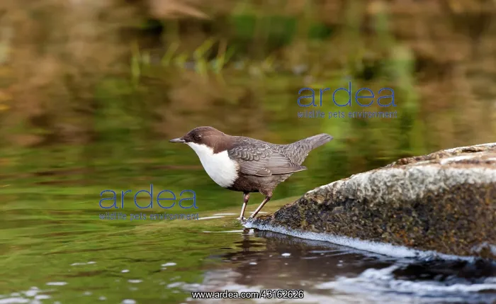 : White-throated Dipper : White-throated Dipper