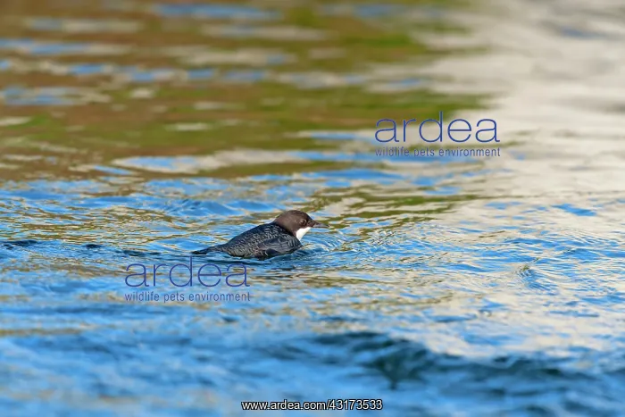 : White-throated Dipper : White-throated Dipper