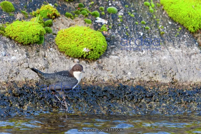 : White-throated Dipper : White-throated Dipper