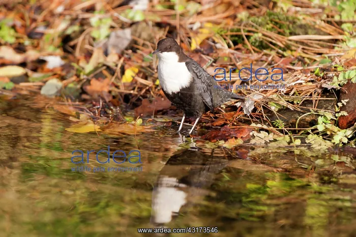 : White-throated Dipper : White-throated Dipper