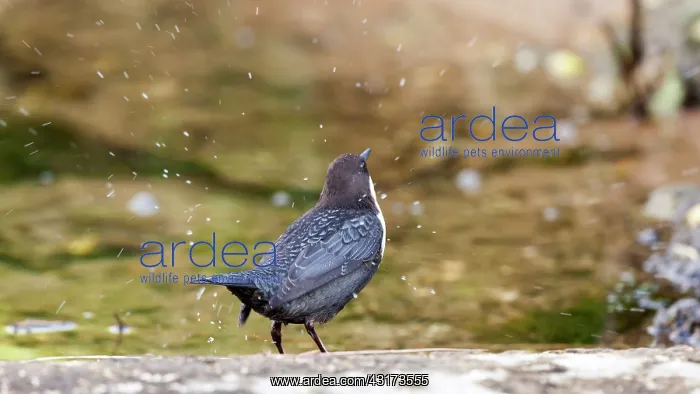 : White-throated Dipper : White-throated Dipper