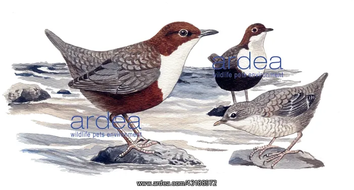 : White-throated Dipper : White-throated Dipper