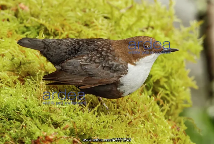 : White-throated Dipper adult perched in moss : White-throated Dipper adult perched in moss