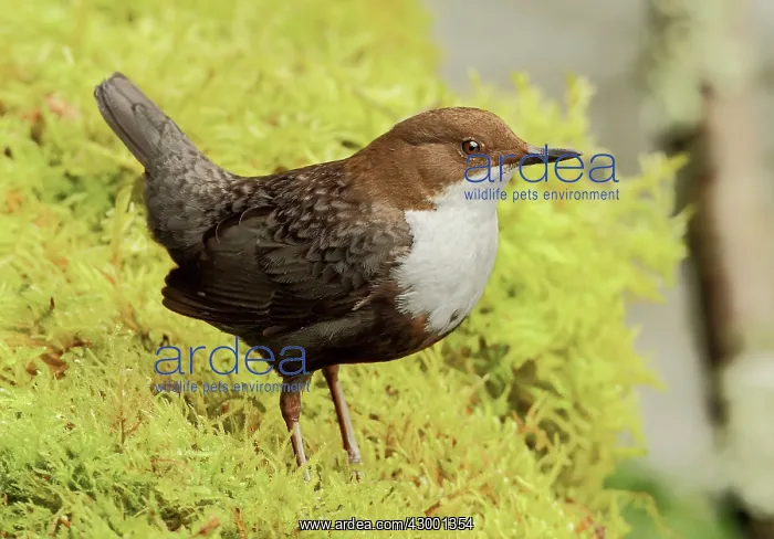 : White-throated Dipper adult perched in moss : White-throated Dipper adult perched in moss